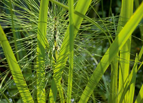 bildreich karten PK 1012: equisetum.