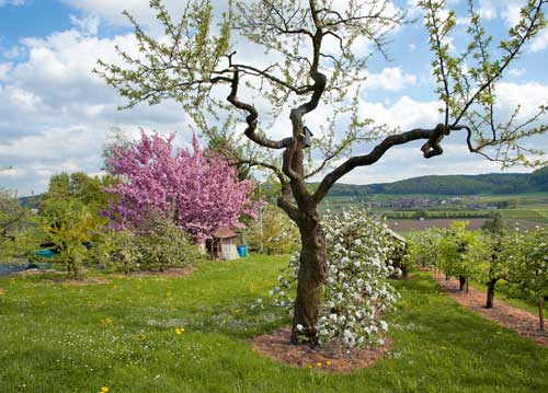 bildreich karten PK 1027: paradiesgarten.