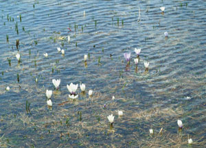 bildreich karten PK 119: schneeschmelze.