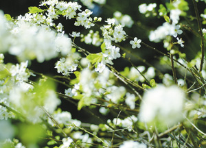 bildreich karten PK 153: blütenrausch IX.