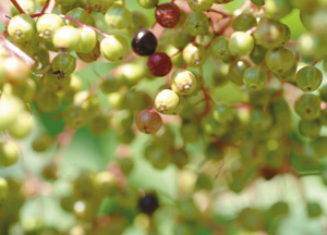 bildreich karten PK 158: holunder II.