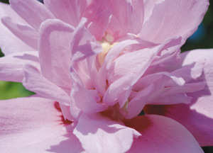 bildreich karten PK 160: hibiskus I.