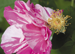 bildreich karten PK 345: rosa gallica versicolor.