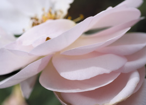 bildreich karten PK 354: englische rose hero II.