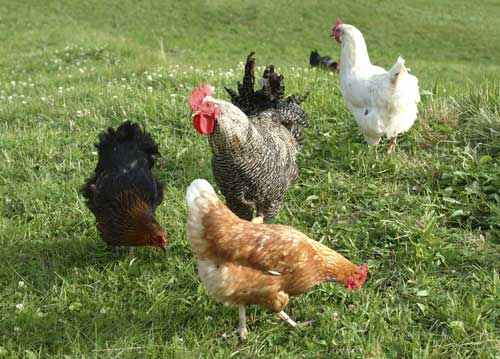 bildreich karten PK 744: alles im blick.