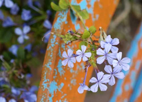 bildreich karten PK 825: beblümt.