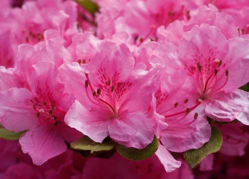 bildreich karten PK 913: azalea.