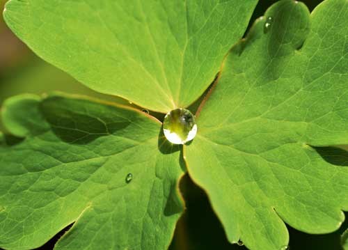 bildreich karten PK 925: tau.