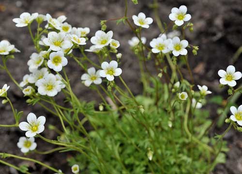 bildreich karten PK 928: saxifraga.