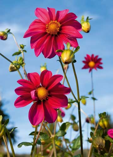 bildreich karten PK 933: hochsommer.