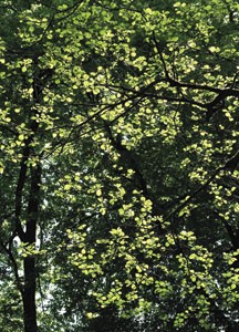 bildreich karten PK 16: