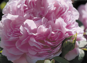 bildreich karten PK 343: rosa portlandica jacques cartier.