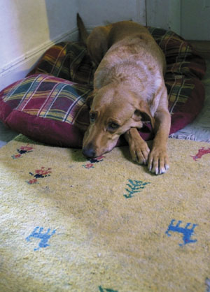 bildreich karten PK 404: pumpkin.