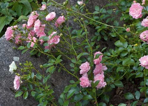 bildreich karten PK 892: an der gartenmauer.