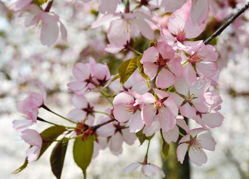 bildreich karten PK 916: bluetenbuendel.