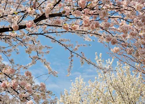 bildreich karten PK 917: kirschbluetenrausch.