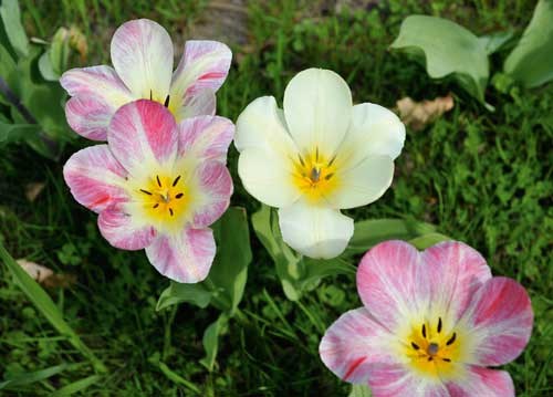 bildreich karten PK 930: tulpenkelche.