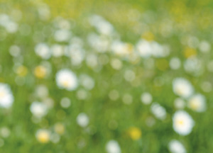 bildreich karten PK 174: sommersummen II.