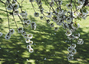 bildreich karten PK 308: unter kirschbäumen.