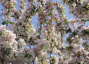 bildreich karten PK 313: apfelblüten.