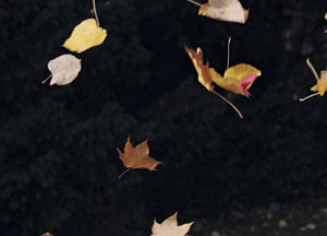 bildreich karten PK 473: herbsttanz.