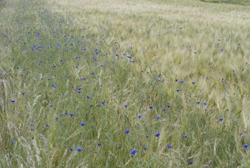 bildreich karten PK 787: kornblumenweg.