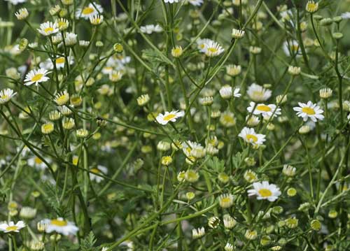 bildreich karten PK 789: tanz der margeriten.