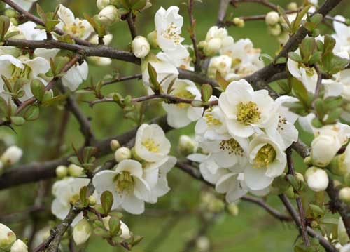 bildreich karten PK 793: bluetenrausch XI.