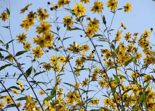 bildreich karten PK 798: sonnengelb und himmelblau.