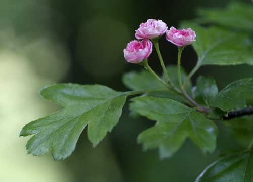 bildreich karten PK 814: rosa terzett.