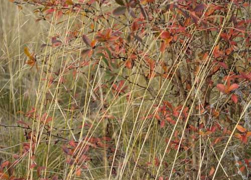 bildreich karten PK 847: herbstlich.