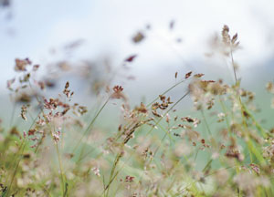 bildreich karten PK 54: gräser II.