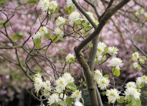 bildreich karten PK 314: blühender federbuschbaum.
