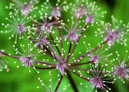 bildreich karten PK 514: zierlich.