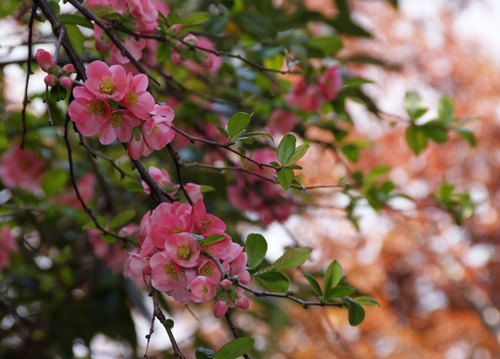 bildreich karten PK 601: bluetenfuelle.