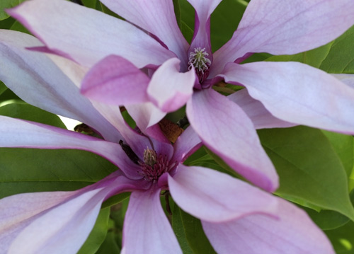 bildreich karten PK 603: magnolien.