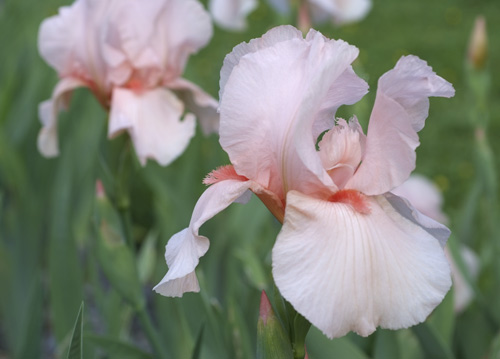 bildreich karten PK 604: irisgarten.