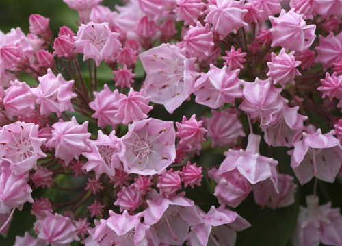 bildreich karten PK 605: kalmia latifolia.