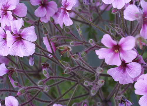 bildreich karten PK 606: geranium.