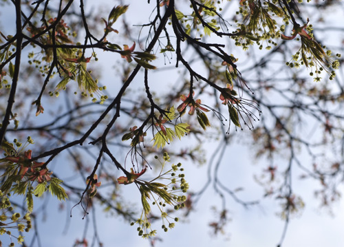 bildreich karten PK 607: fruehlingsmorgen.
