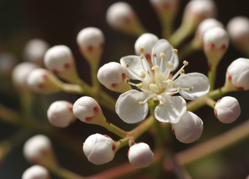 bildreich karten PK 608: fruehlingskraft.