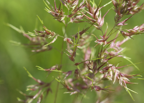 bildreich karten PK 611: graeserblueten.