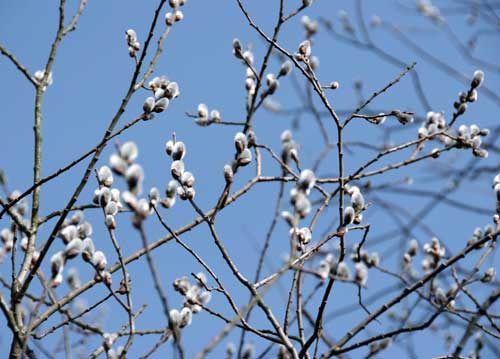 bildreich karten PK 733: widechaetzli.